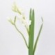 FREESIA X 2 60CM CREAM  - DS 06214 02